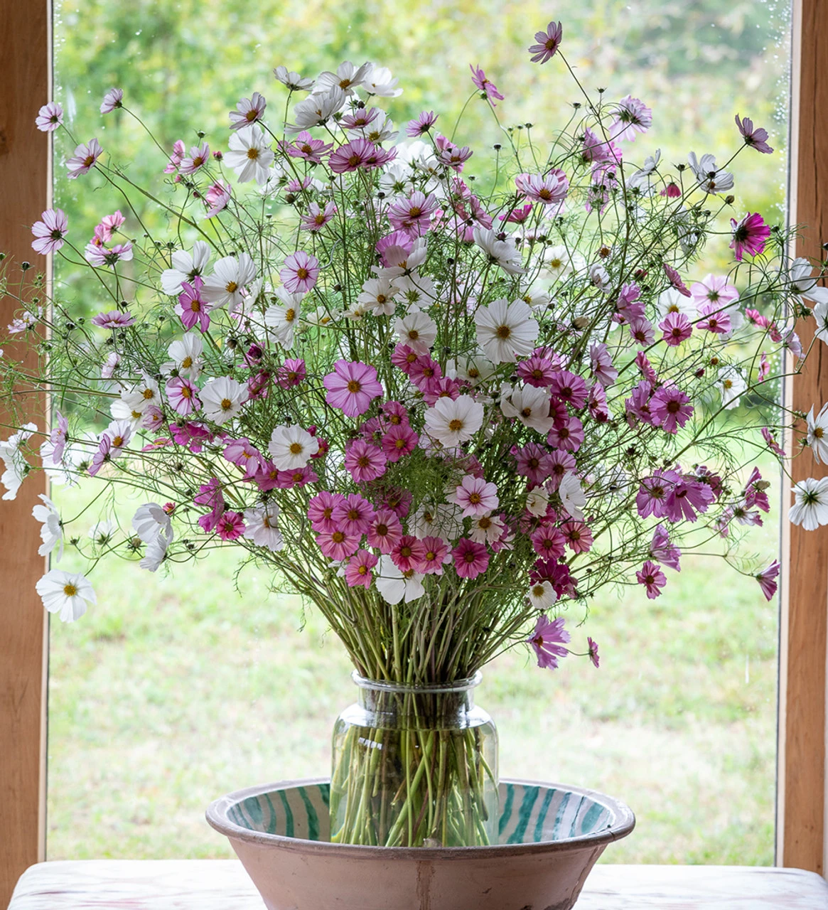 Cloud Of Cosmos Collection/Mix