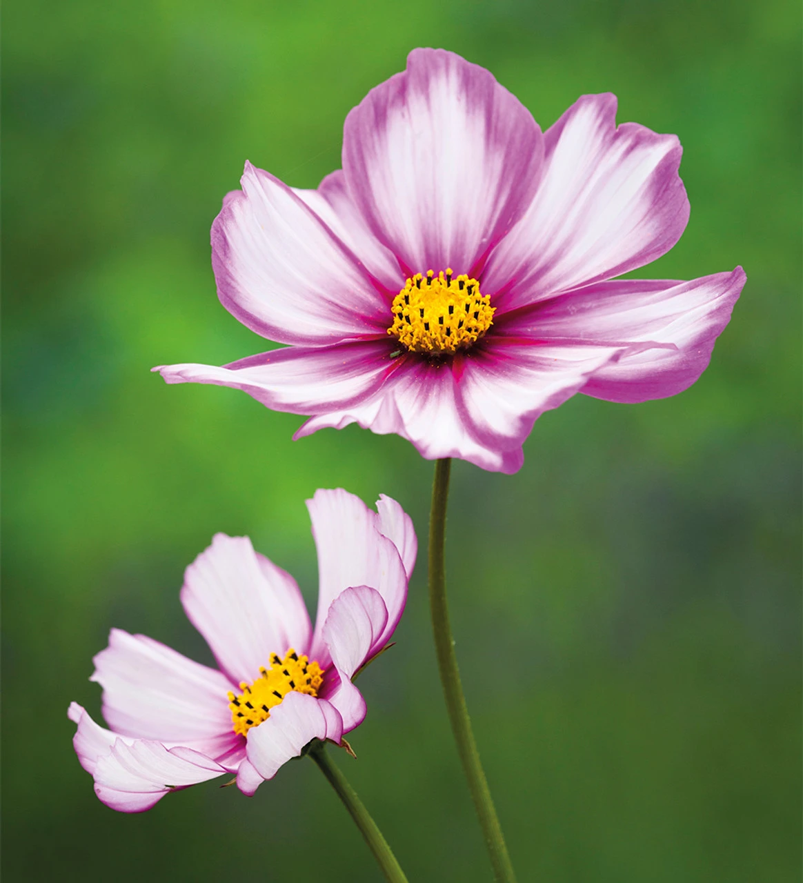 Cloud Of Cosmos Collection/Mix - Image 2