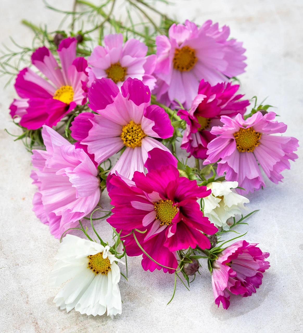 Cloud Of Cosmos Collection/Mix - Image 4