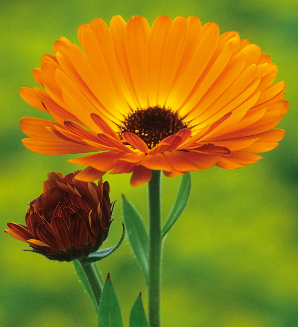 Amber & Umber Mix - Image 3