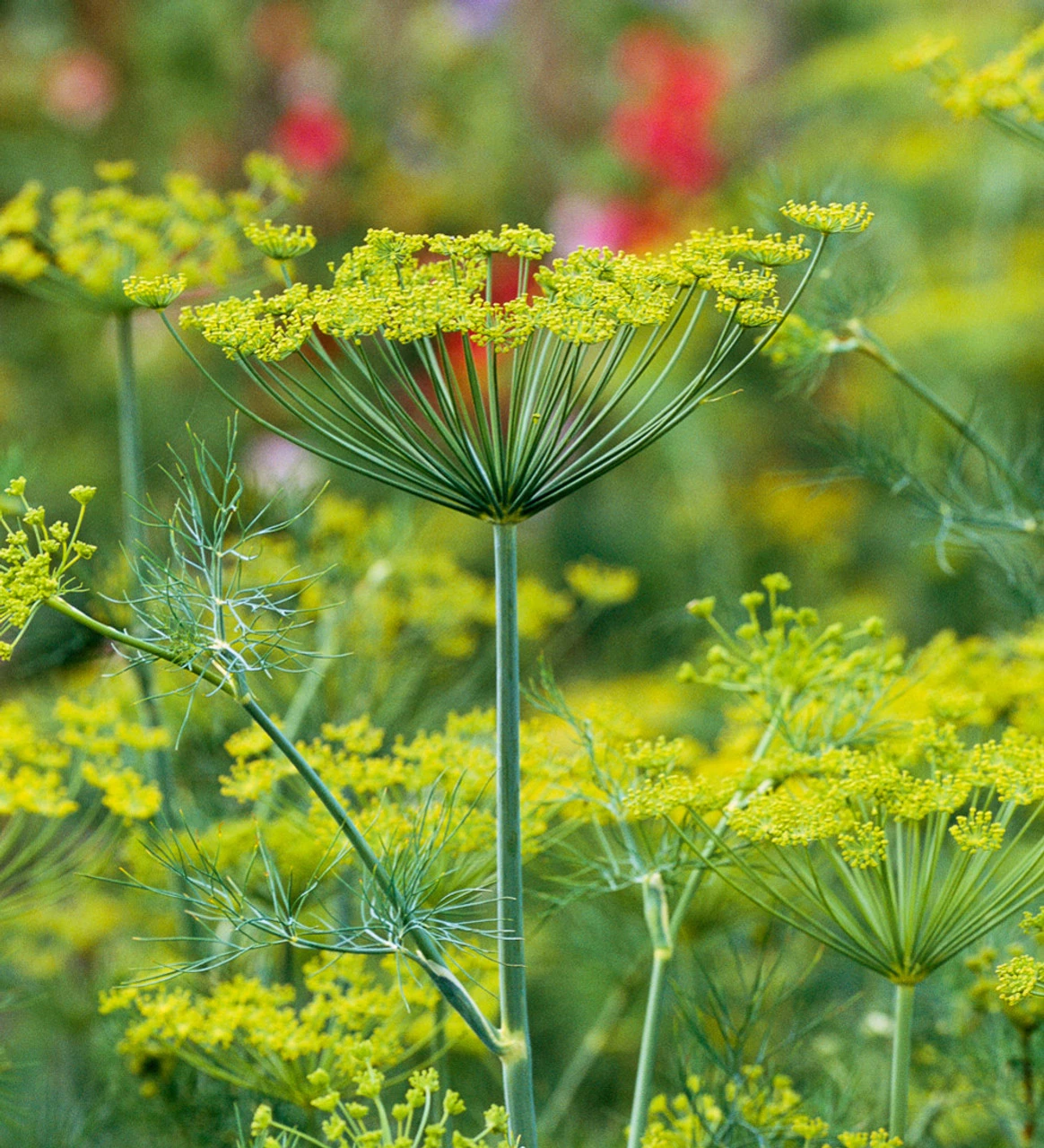 High Summer Glamour Collection - Image 2