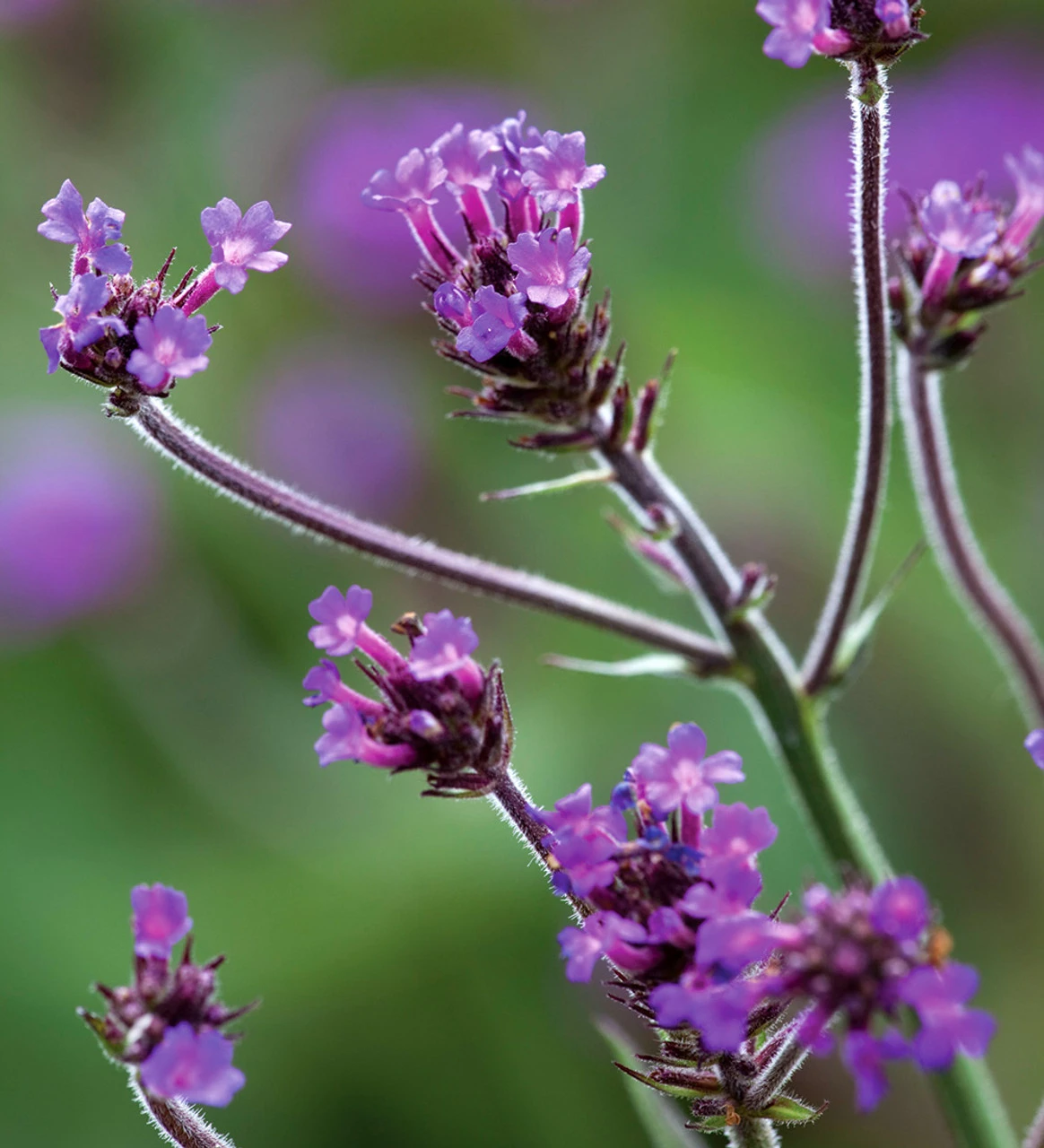 High Summer Glamour Collection - Image 4