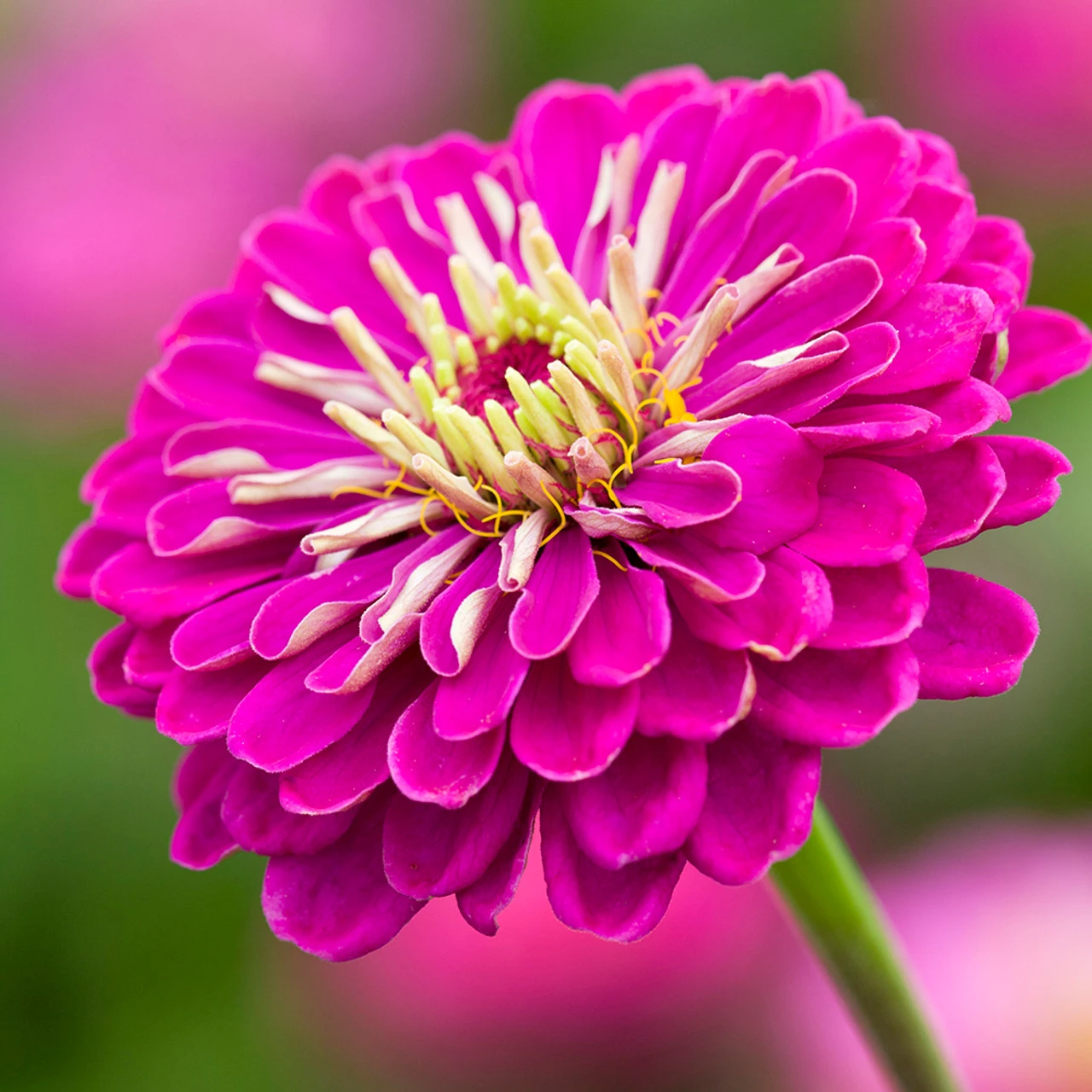 High Summer Glamour Collection - Image 5