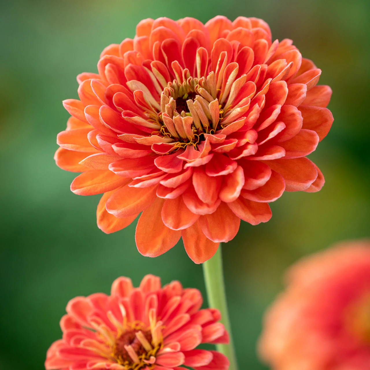 High Summer Glamour Collection - Image 6