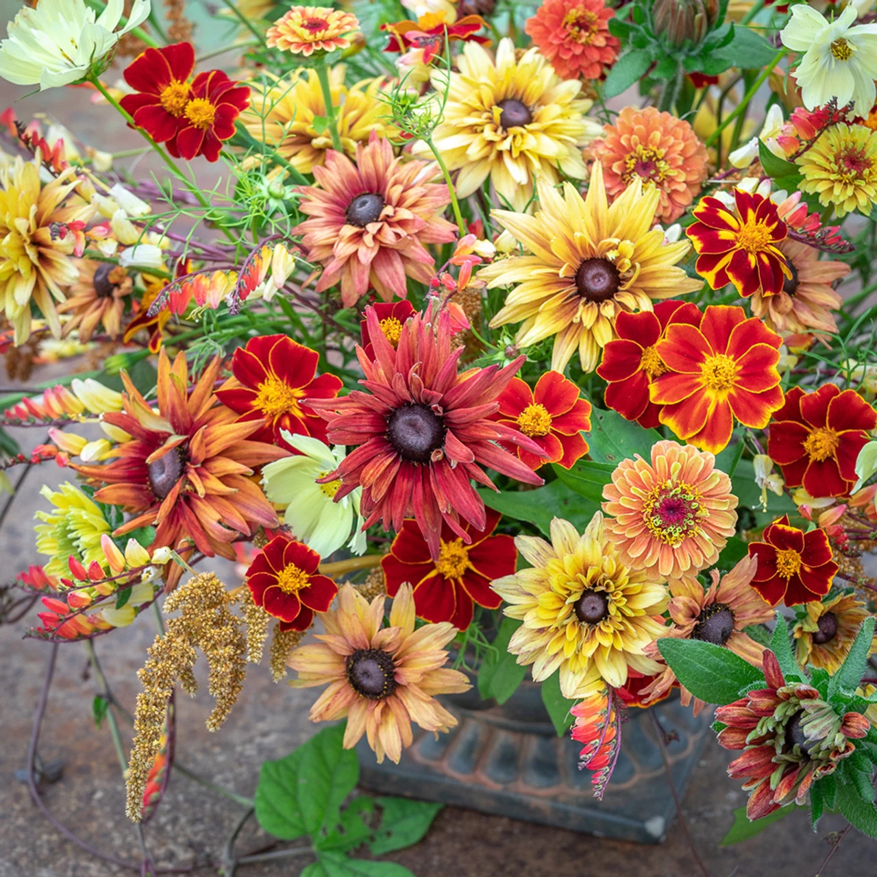 Toffee Apple Collection