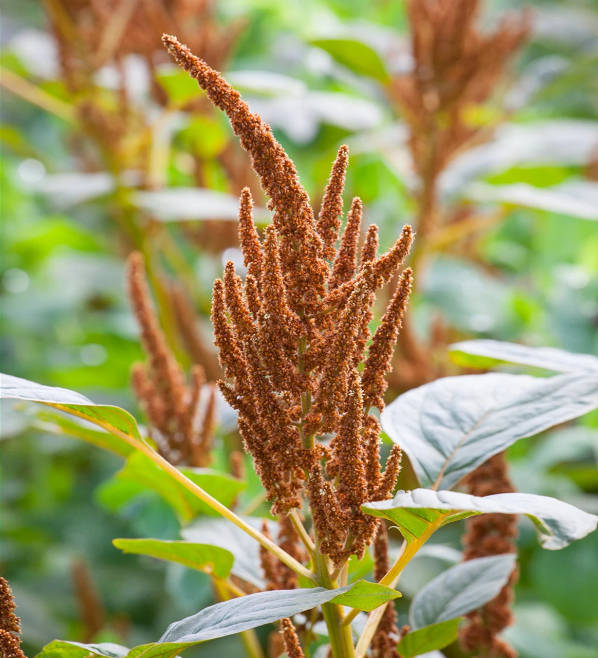 Toffee Apple Collection - Image 2