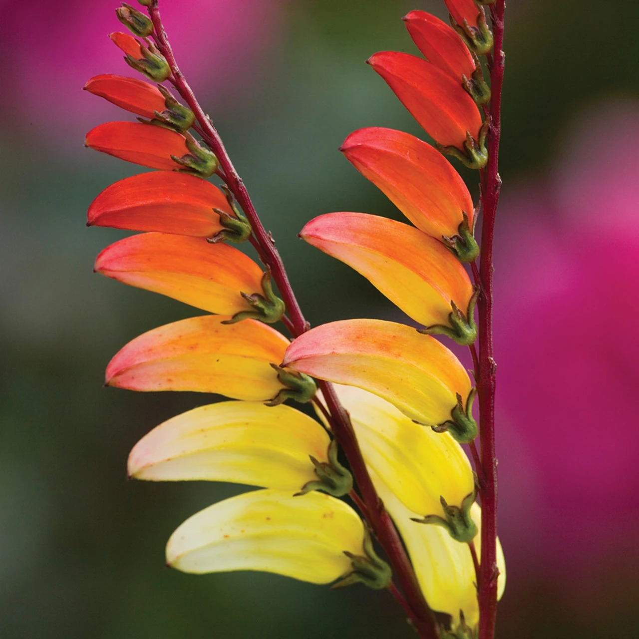 Toffee Apple Collection - Image 4