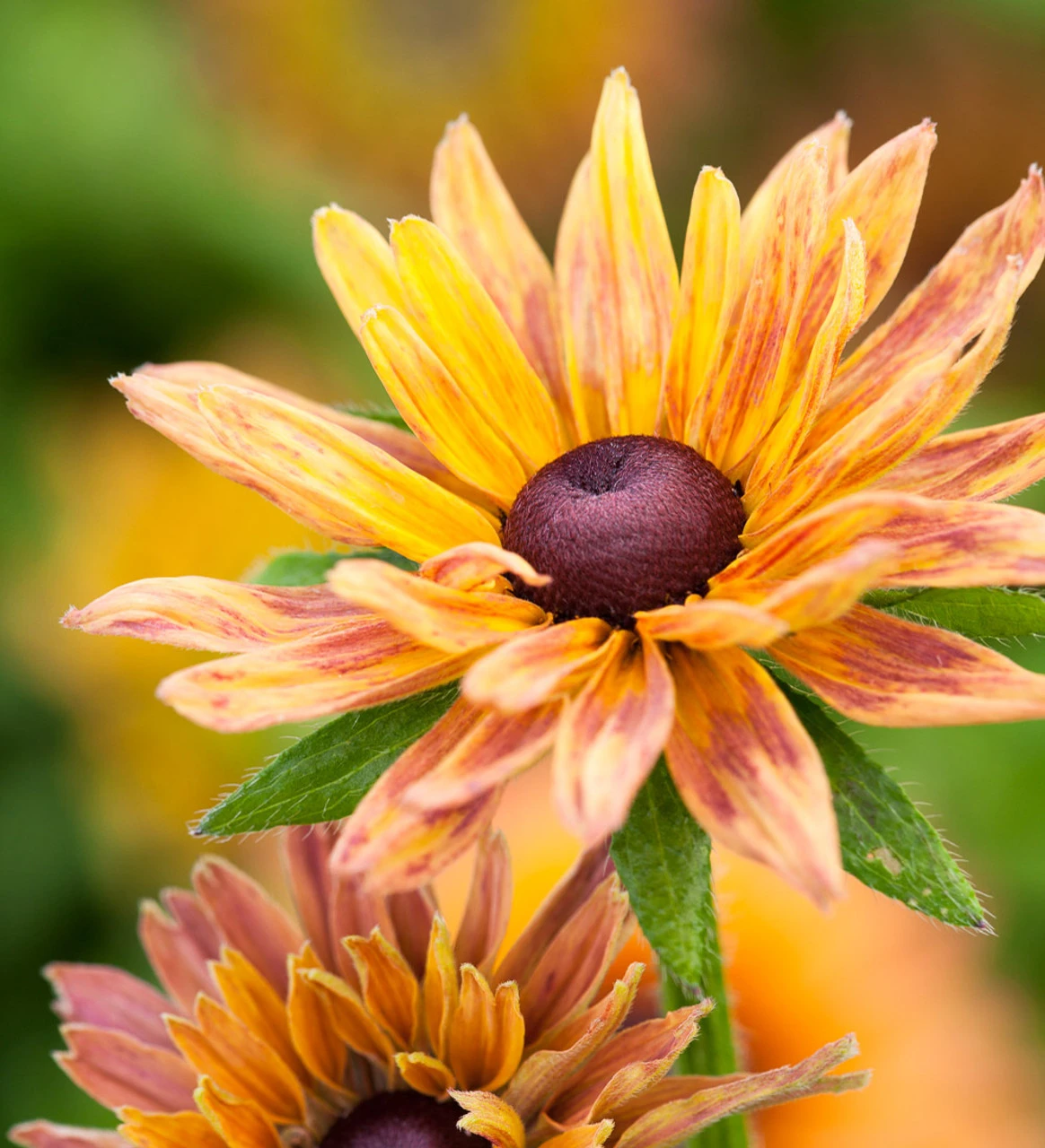 Toffee Apple Collection - Image 5