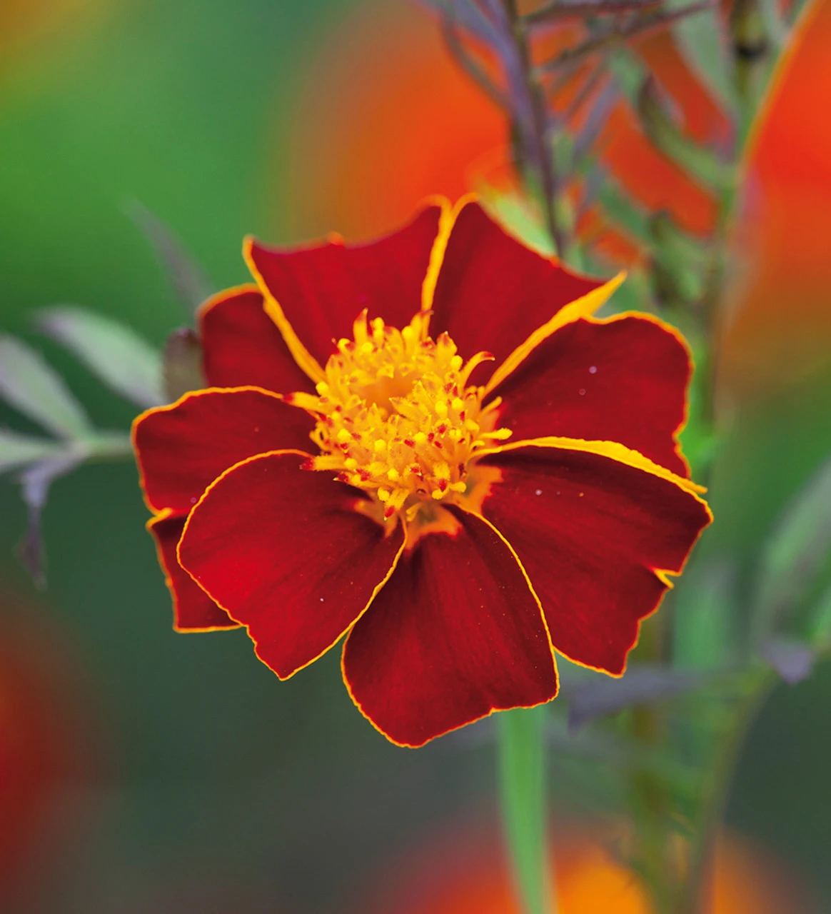 Toffee Apple Collection - Image 6