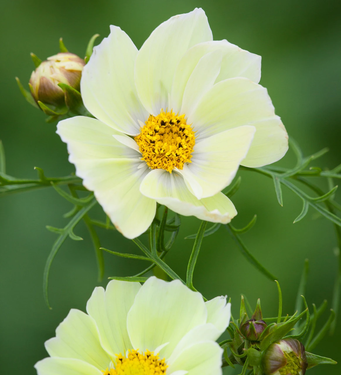 Pastel Cosmos Collection - Image 2