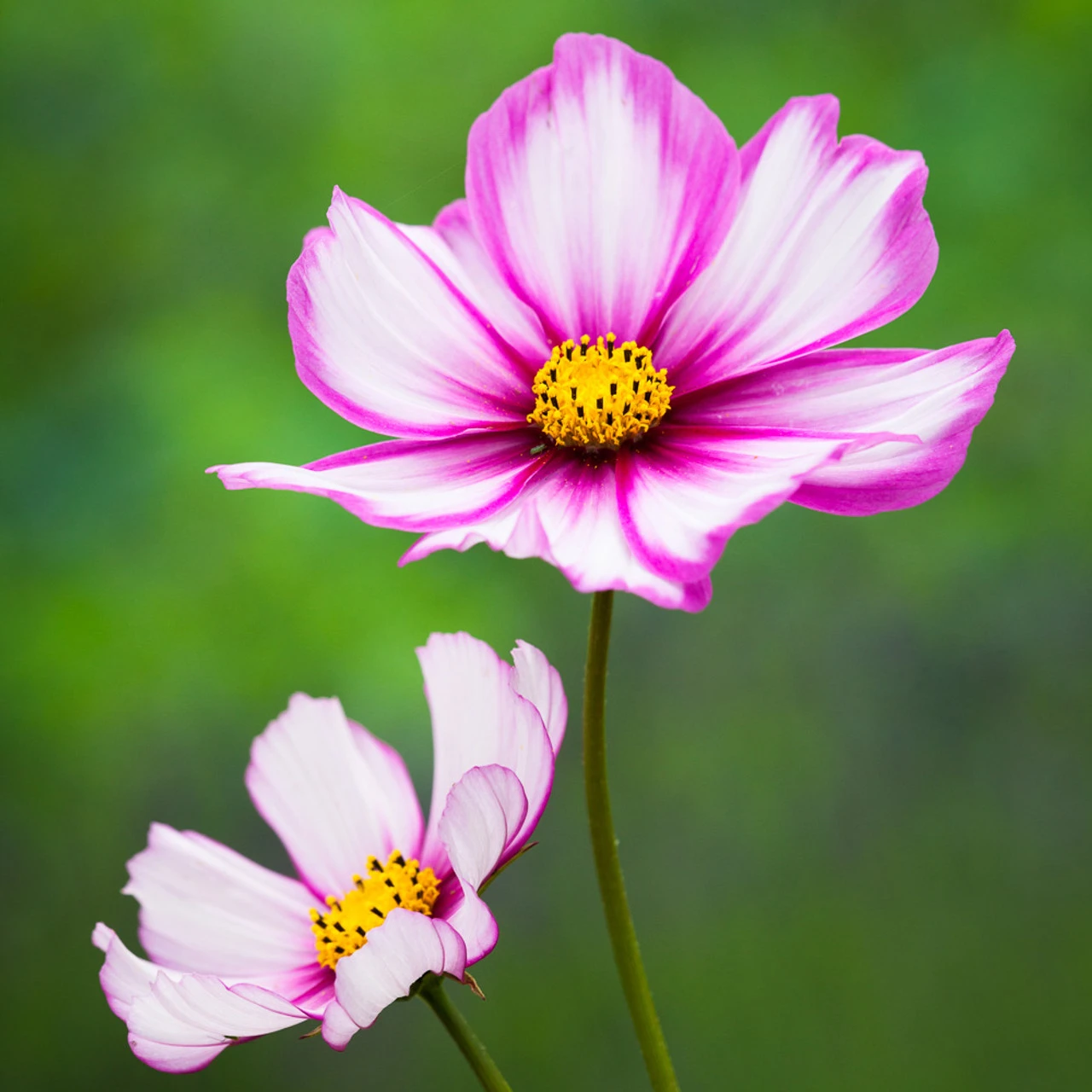 Pastel Cosmos Collection - Image 4