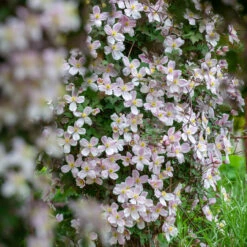 Clematis Montana 'Mayleen'