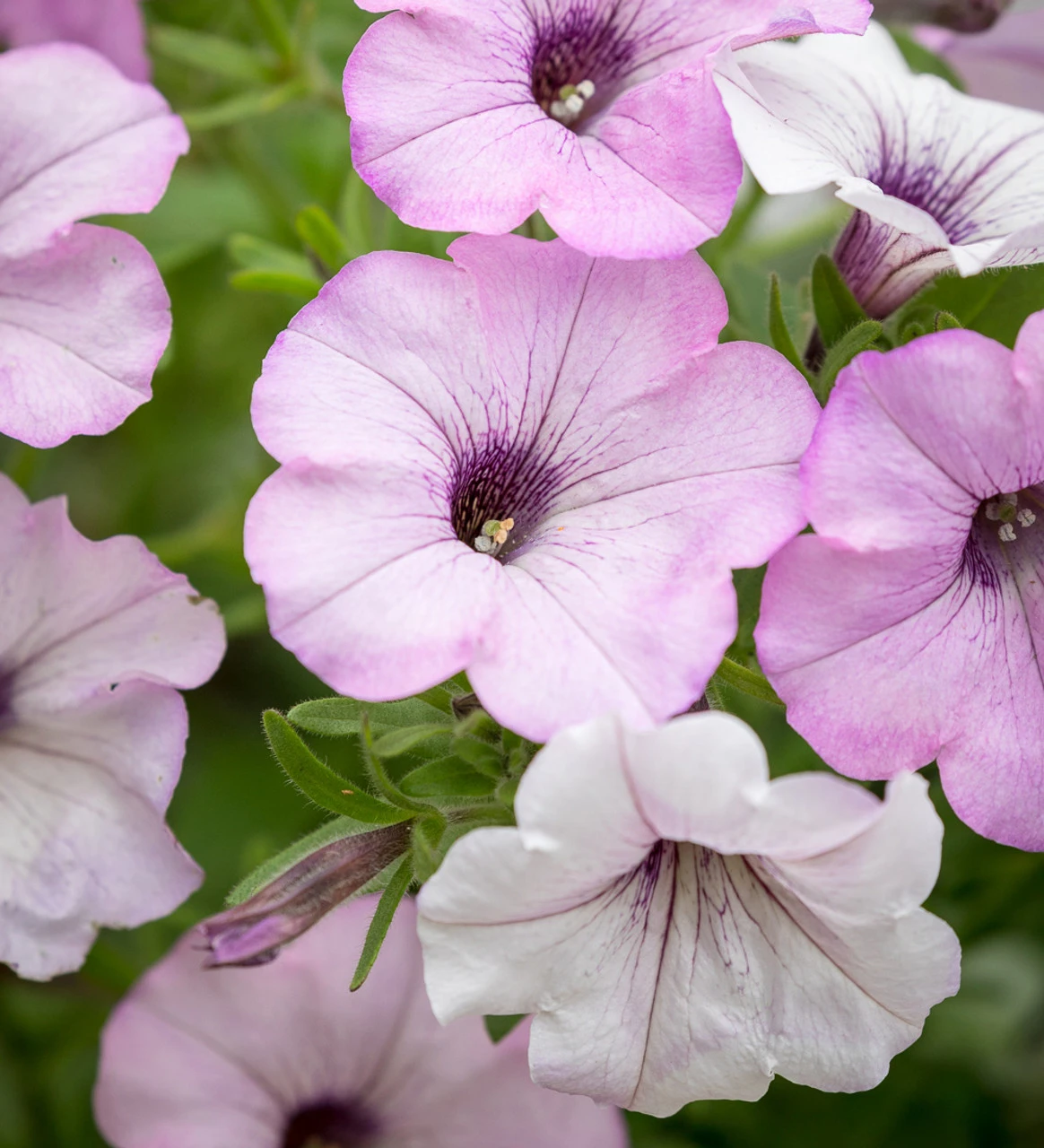 Petunia X Hybrida 'Tidal Wave Silver' F1
