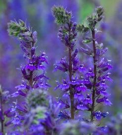 Lobelia Siphilitica