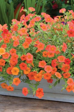 Calibrachoa 'Can-Can Orange'