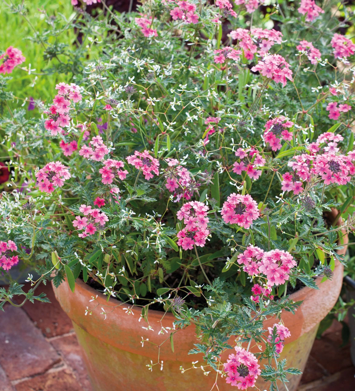 Verbena Tenera 'Sissinghurst' - Image 2