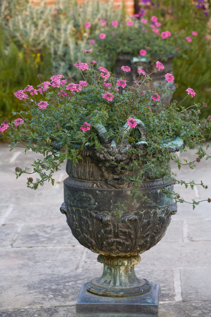 Verbena Tenera 'Sissinghurst' - Image 3