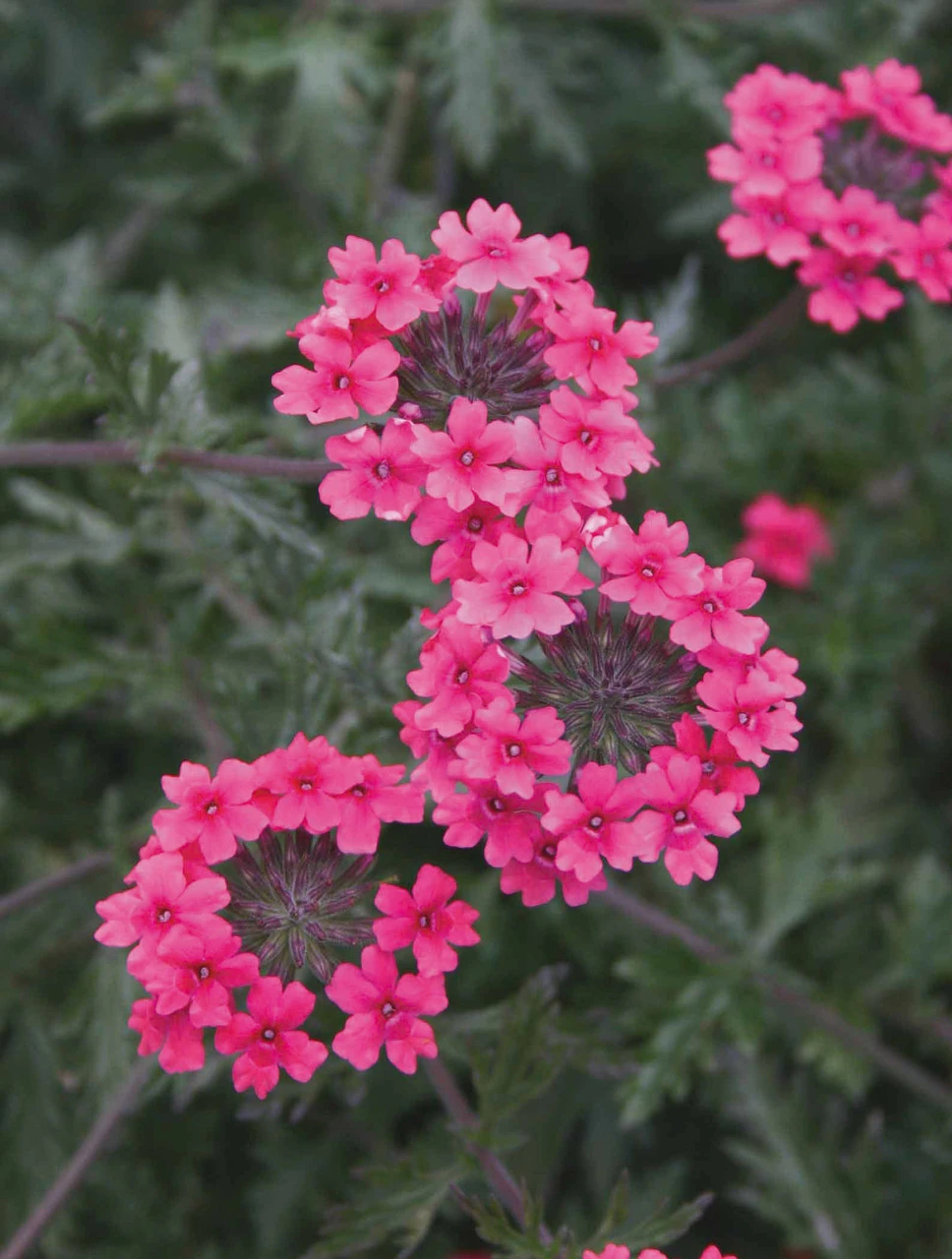 Verbena Tenera 'Sissinghurst' - Image 4
