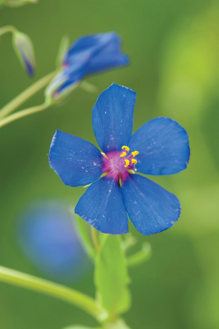 Blue, Pink And Silver Pot Collection - Image 3