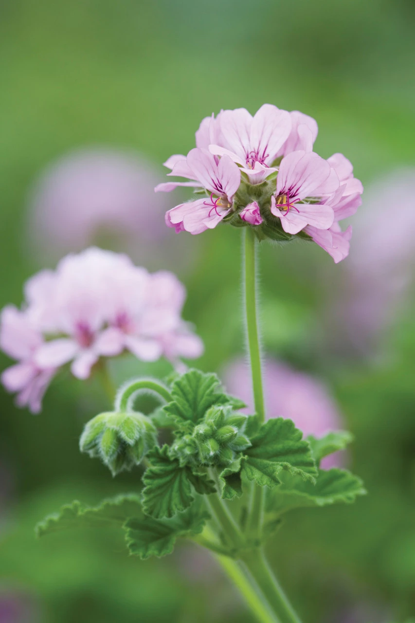 Blue, Pink And Silver Pot Collection - Image 5