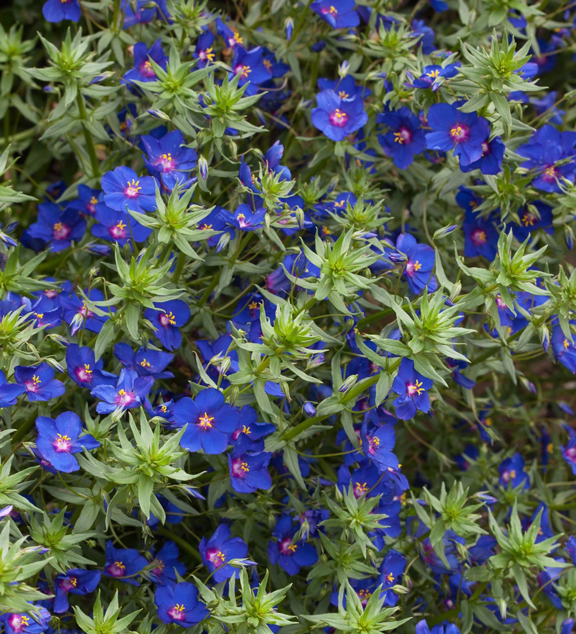 Anagallis Monellii 'Sky Lover' - Image 2