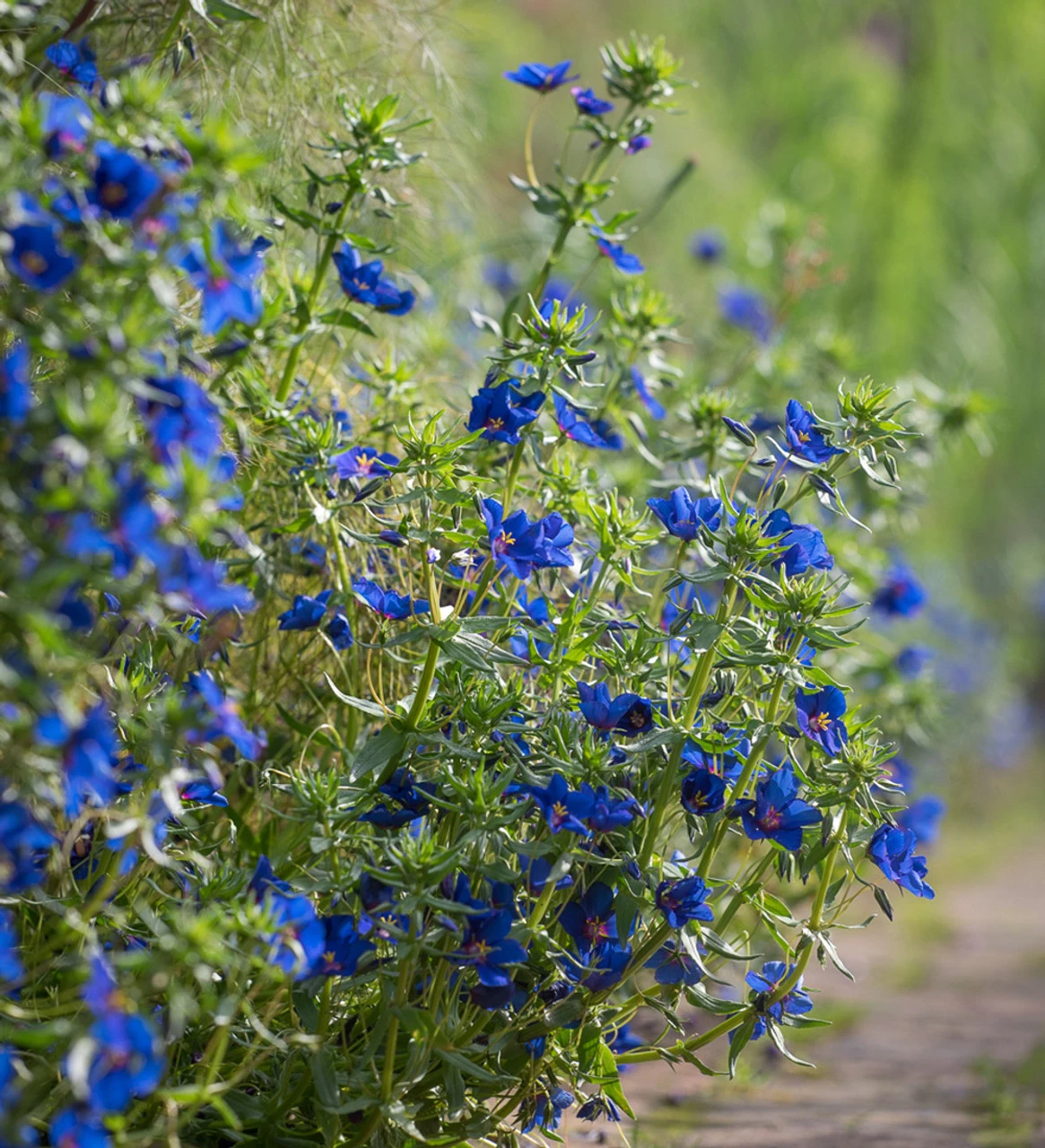Anagallis Monellii 'Sky Lover' - Image 3