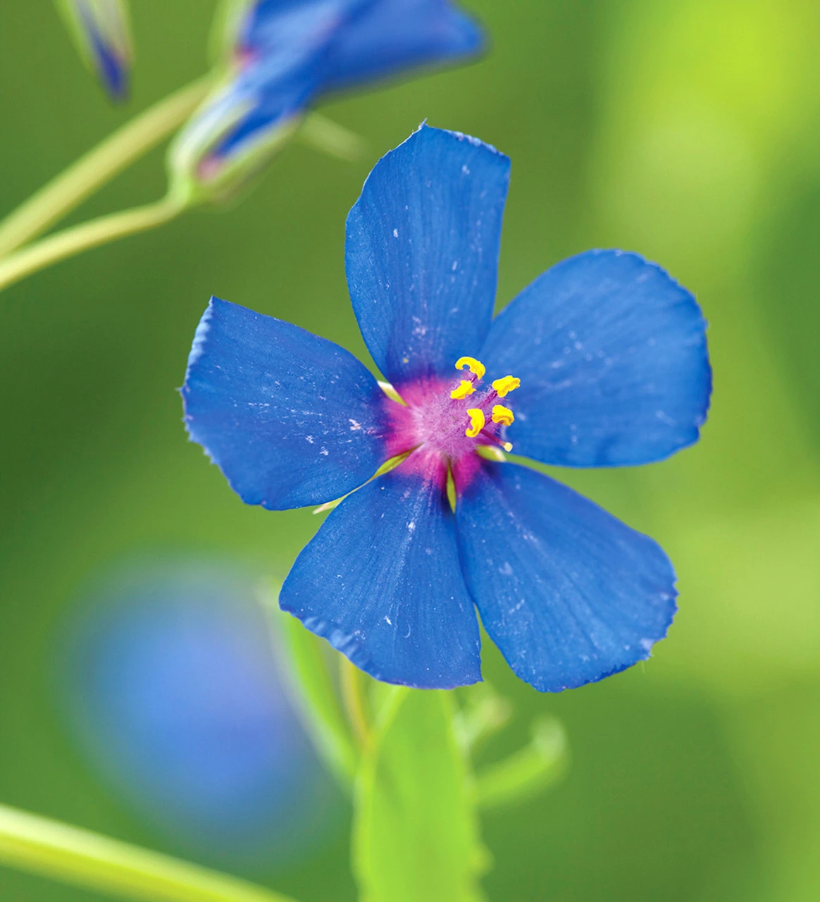 Anagallis Monellii 'Sky Lover' - Image 5