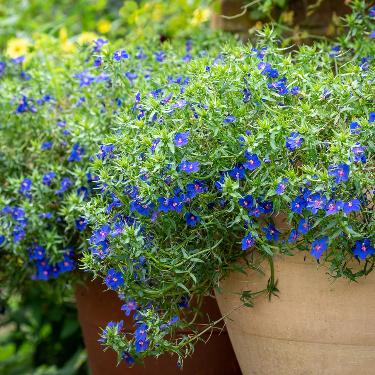 Anagallis Monellii 'Sky Lover' - Image 4