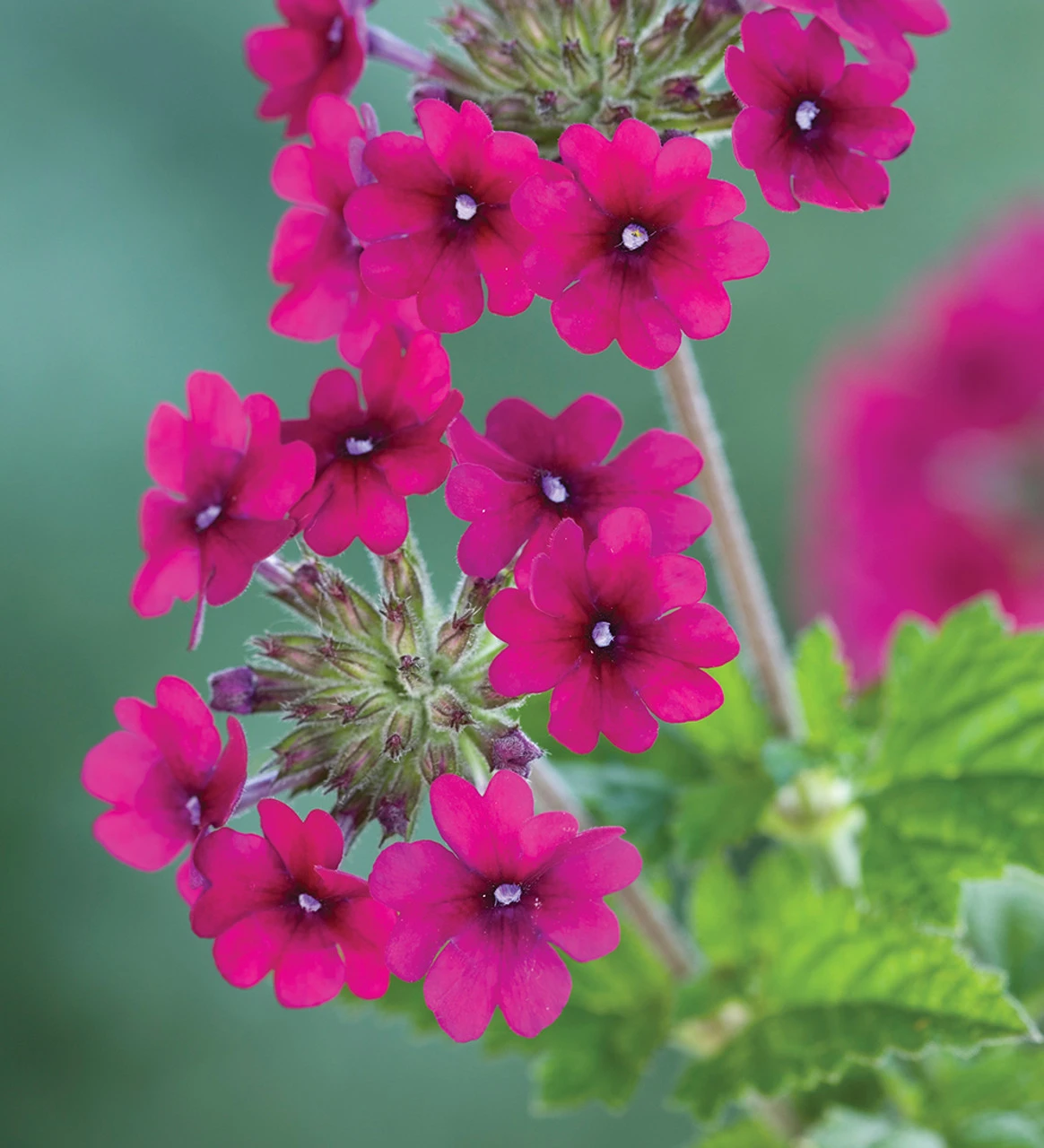 Verbena X 'Superbena Burgundy'