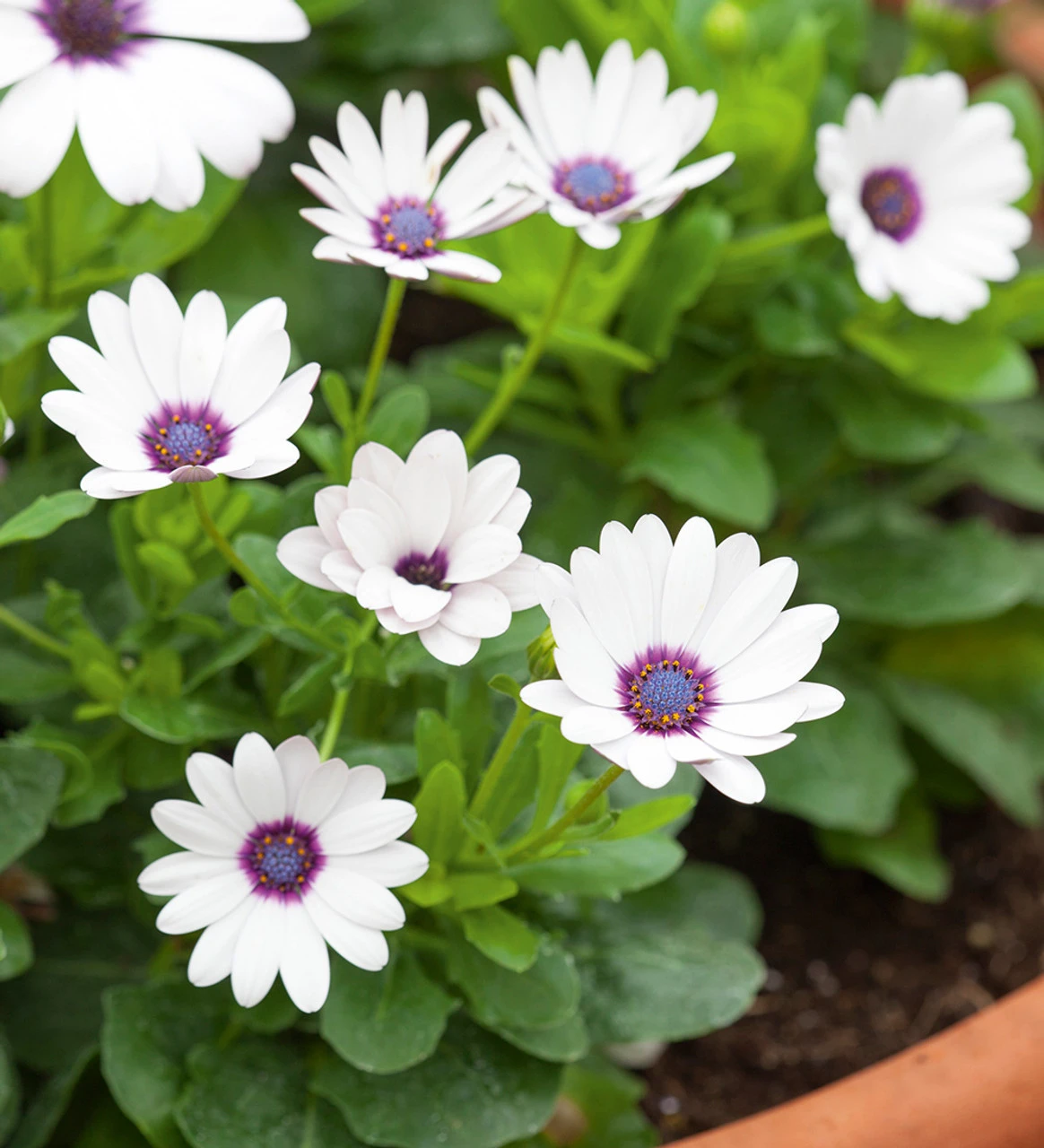 Osteospermum 'Akila White Purple Eye' F1