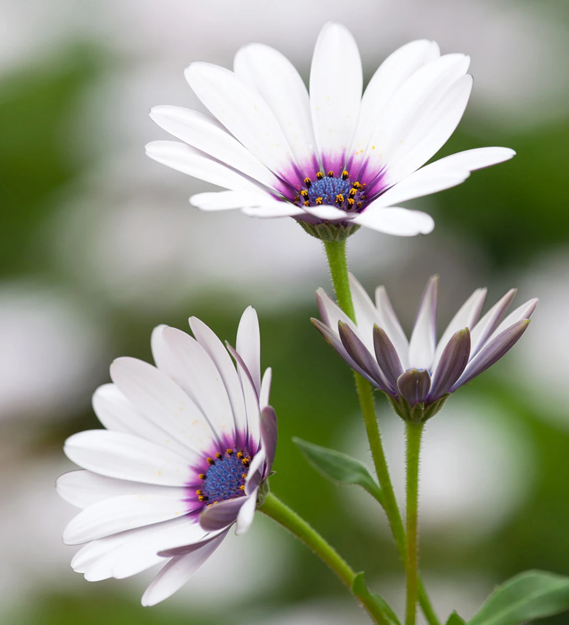 Osteospermum 'Akila White Purple Eye' F1 - Image 2