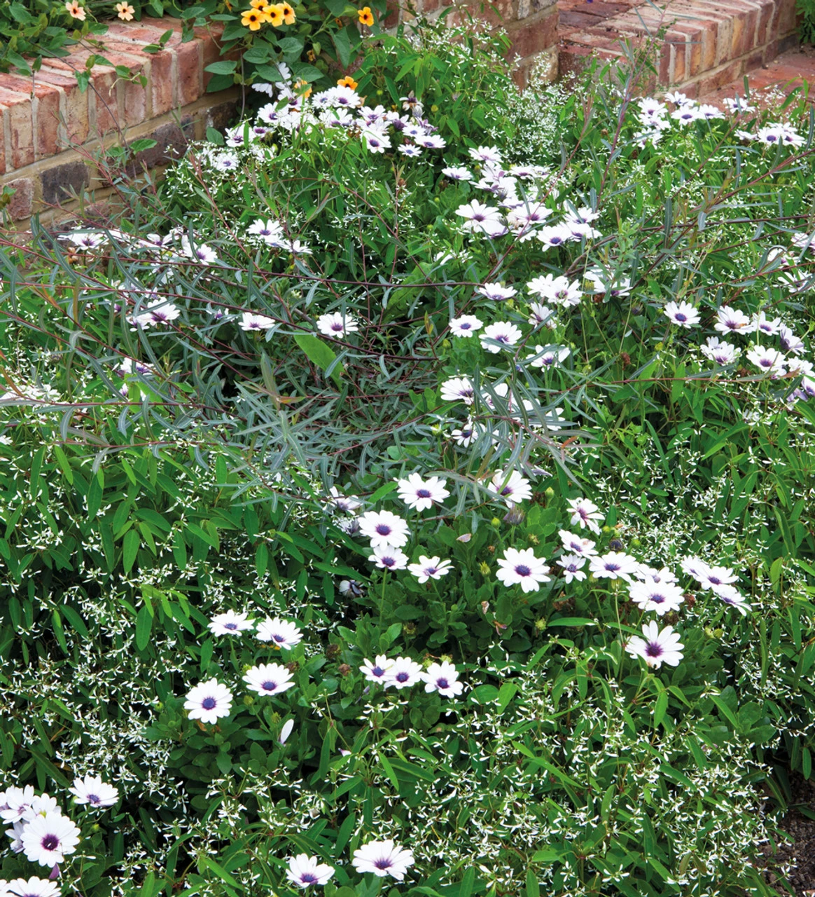 Osteospermum 'Akila White Purple Eye' F1 - Image 4