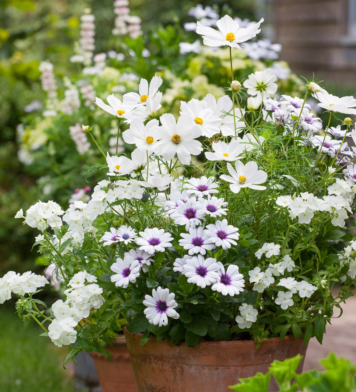 White Pot Collection - Image 2