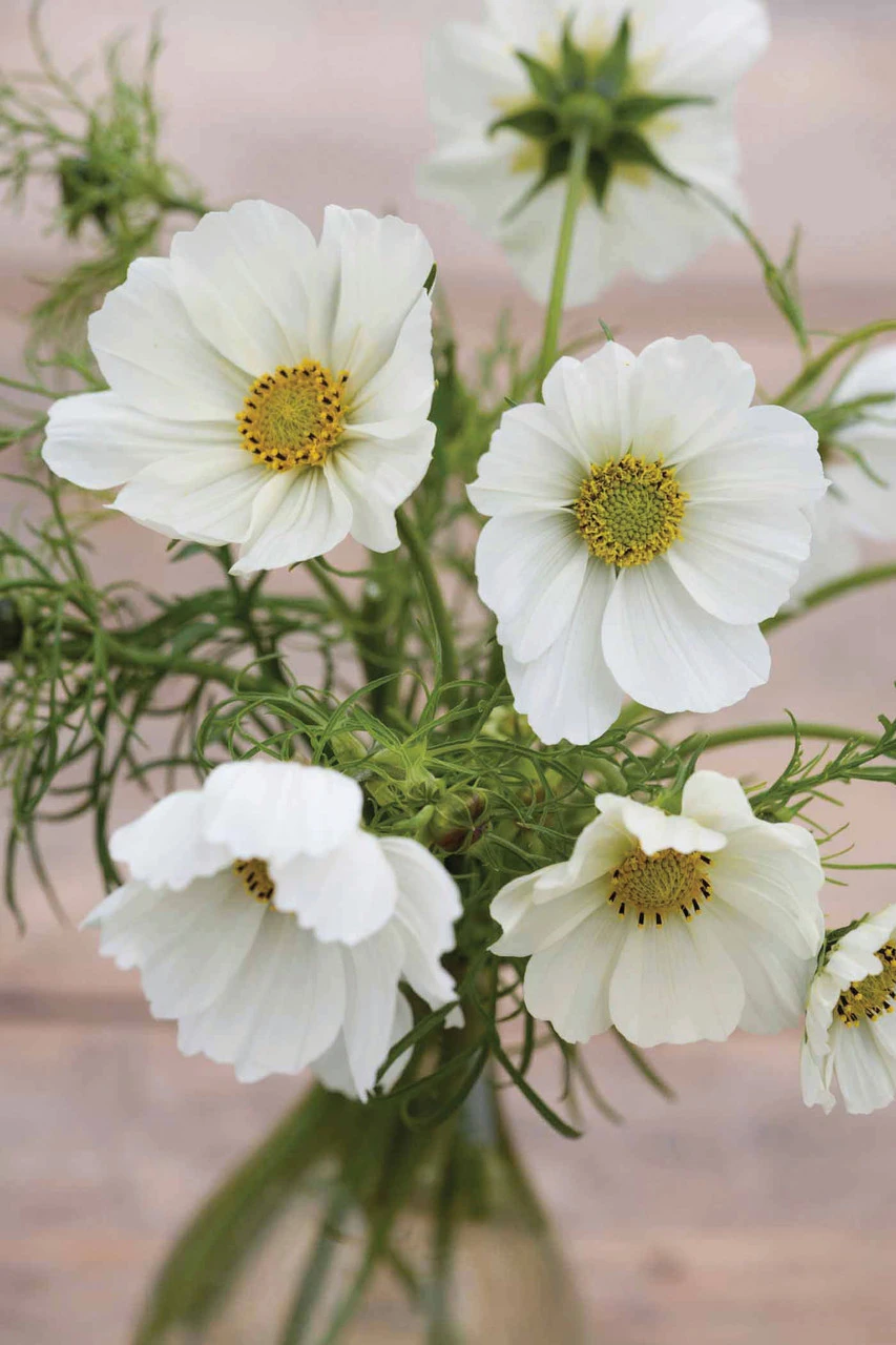 White Pot Collection - Image 3