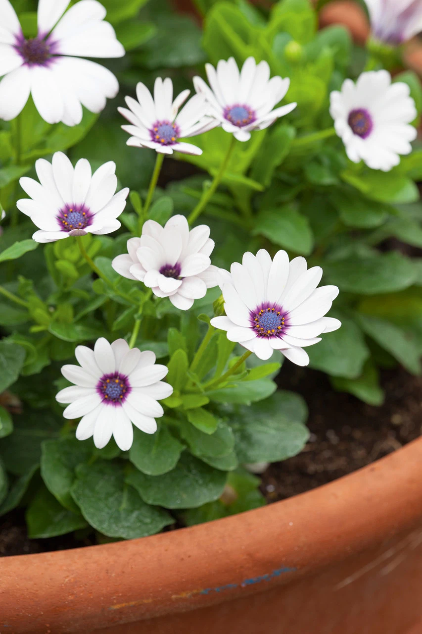 White Pot Collection - Image 4