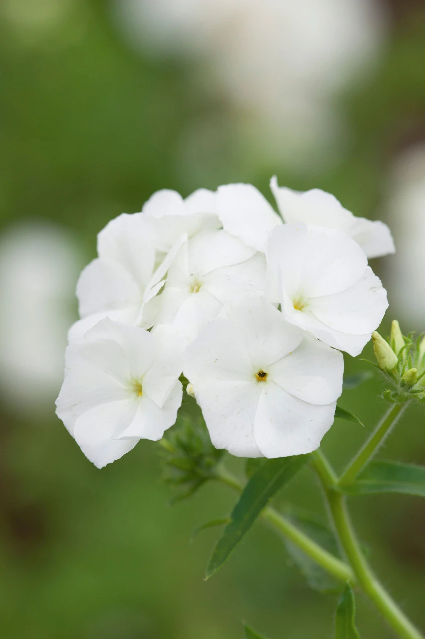 White Pot Collection - Image 5