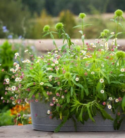Flowers For A Summer Window Box Collection