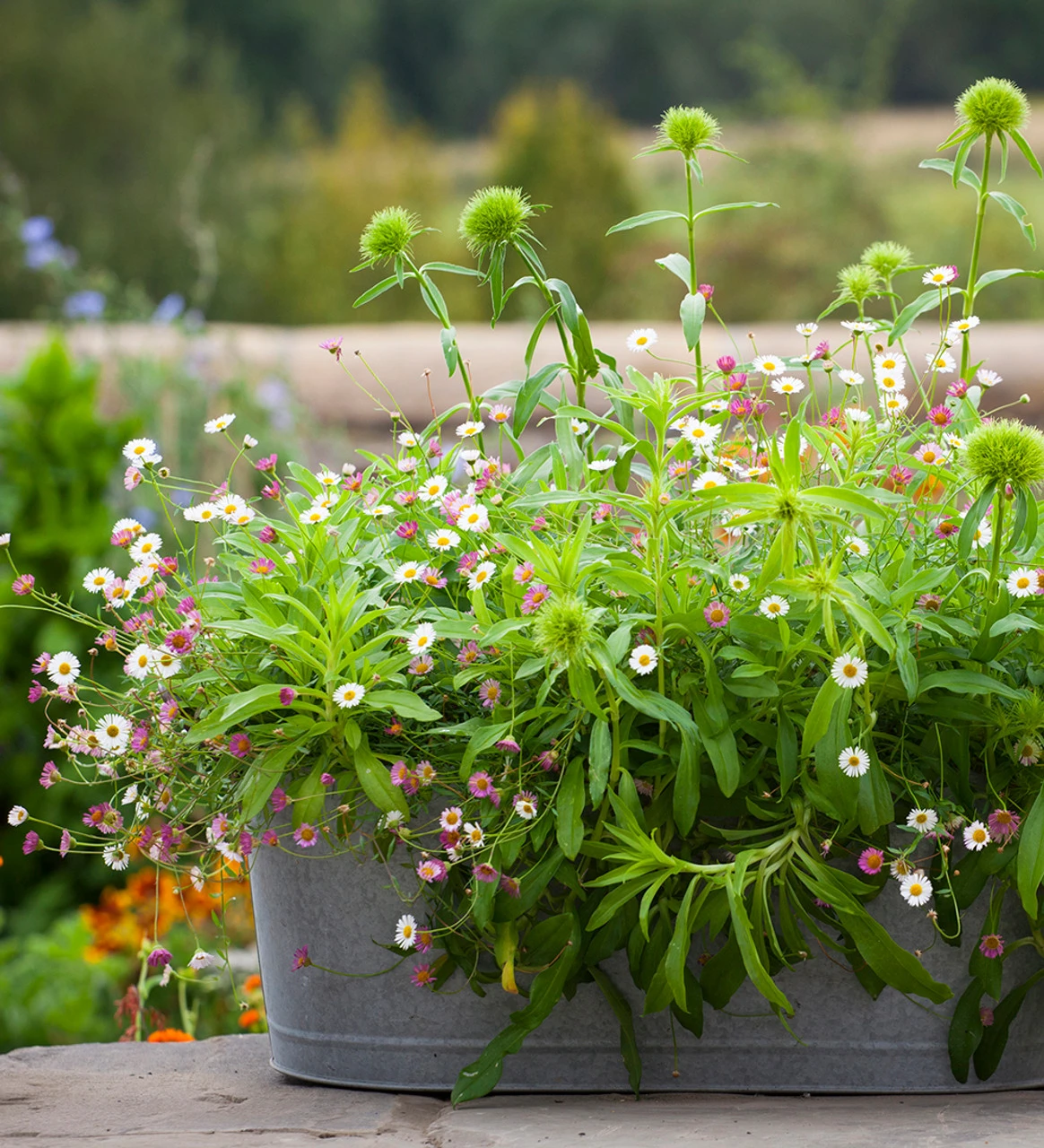 Flowers For A Summer Window Box Collection