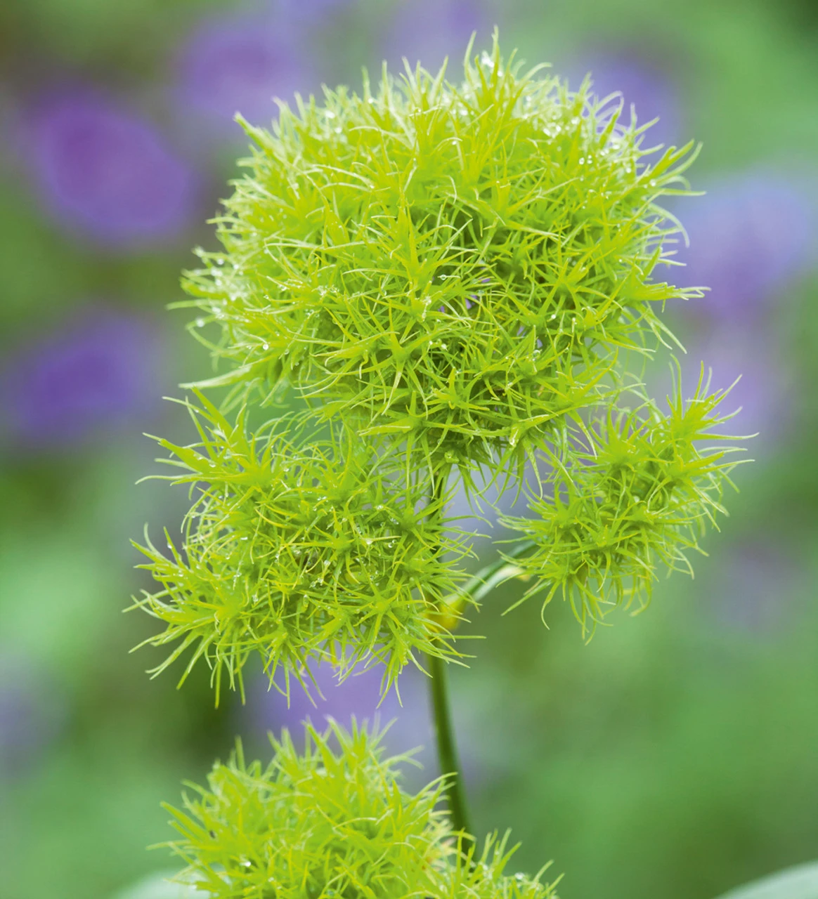 Flowers For A Summer Window Box Collection - Image 2