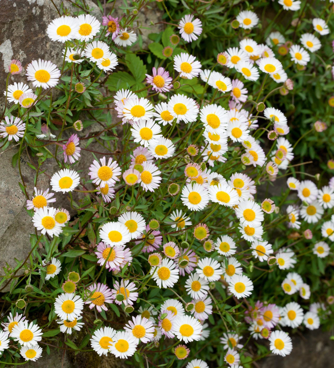 Flowers For A Summer Window Box Collection - Image 3
