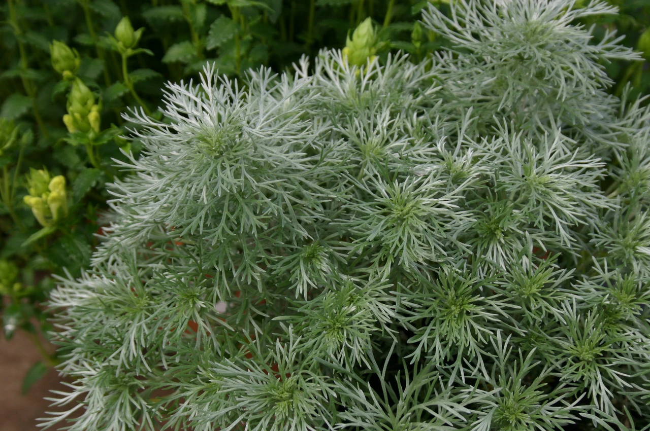 Forever Flowering Pot Collection - Image 3