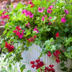 Balcony Pelargonium Collection