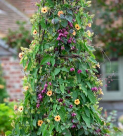 Half-hardy Climber Collection