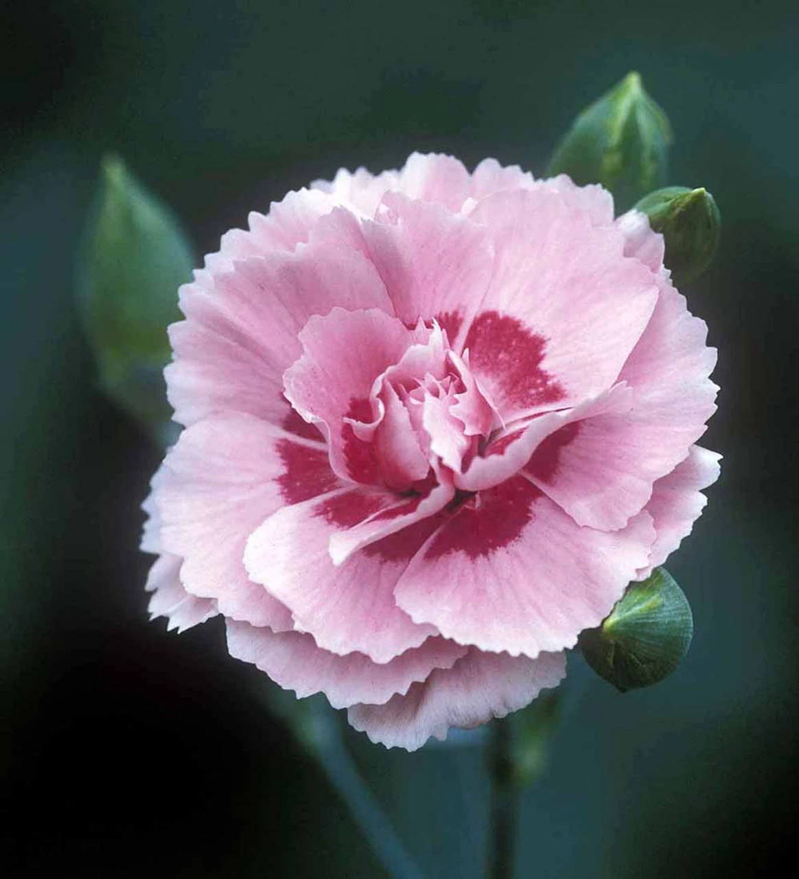 Sarah's Favourite Pinks Collection - Image 3