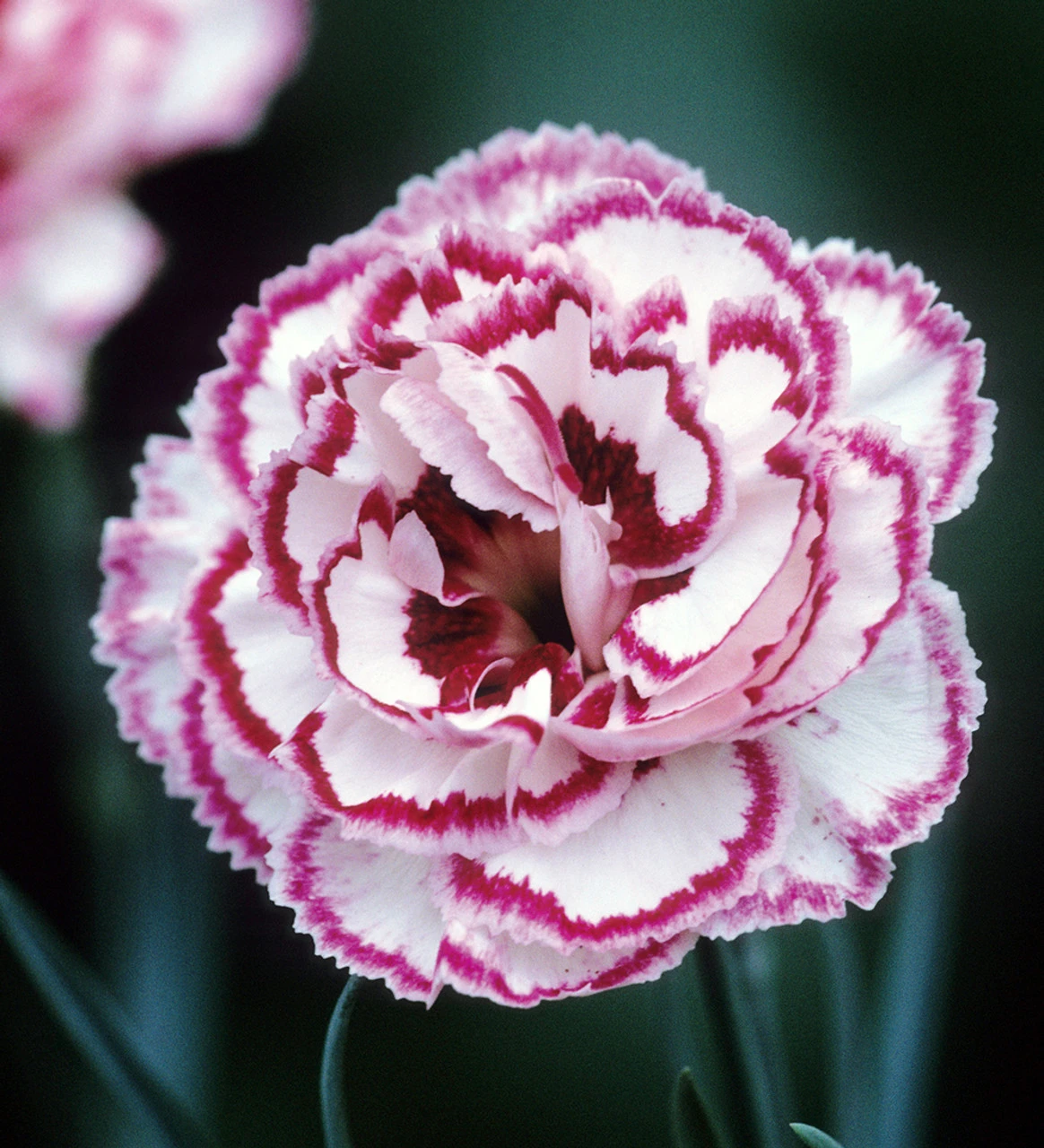 Sarah's Favourite Pinks Collection - Image 4