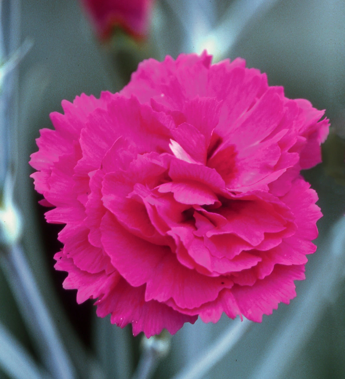 Sarah's Favourite Pinks Collection - Image 5