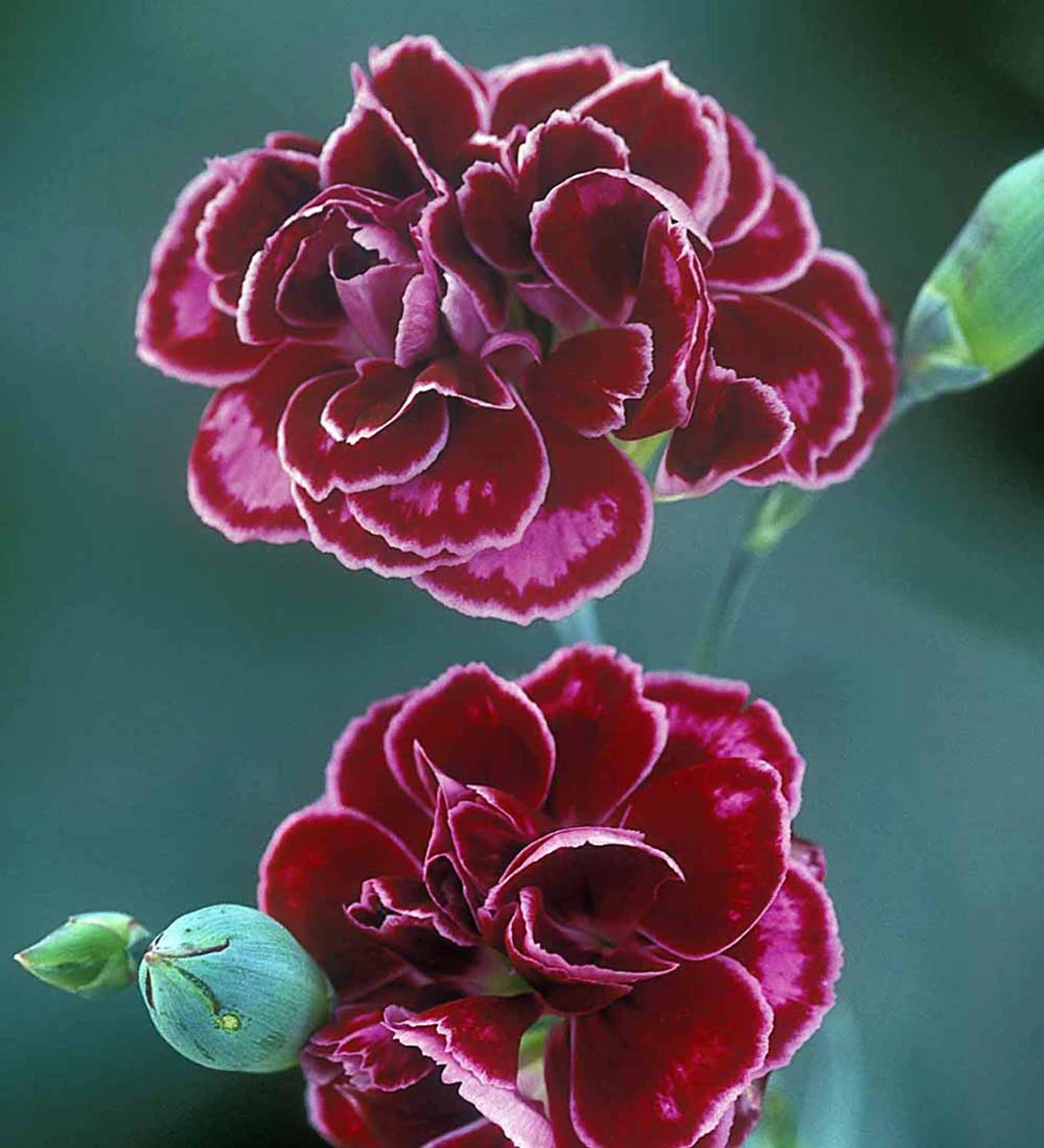 Sarah's Favourite Pinks Collection - Image 6