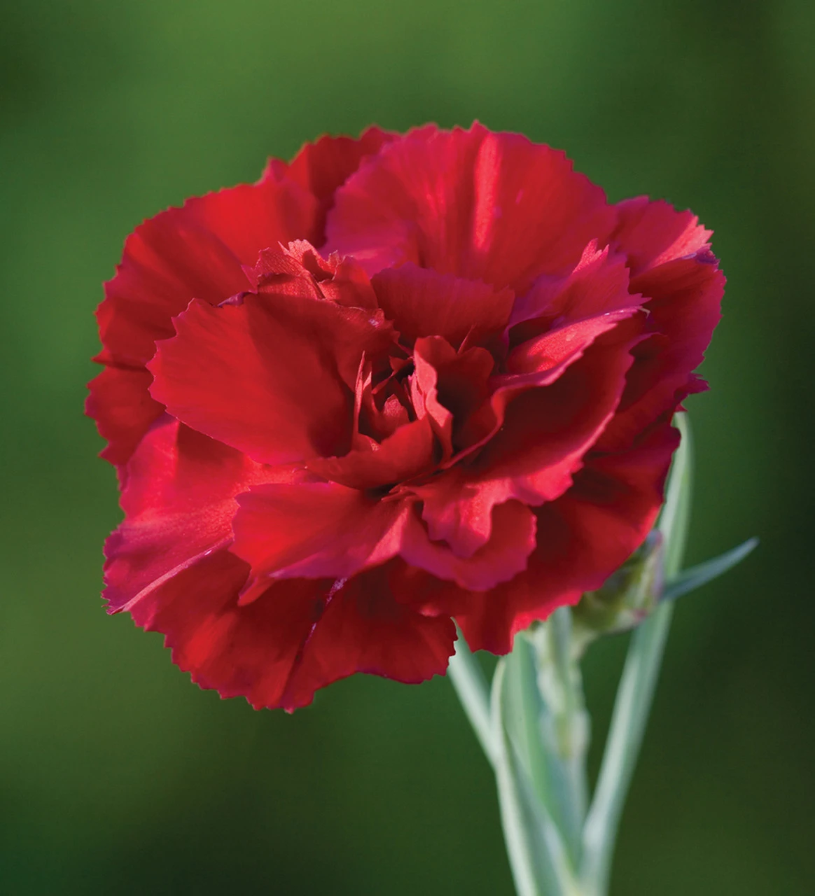 Sarah's Favourite Pinks Collection - Image 7