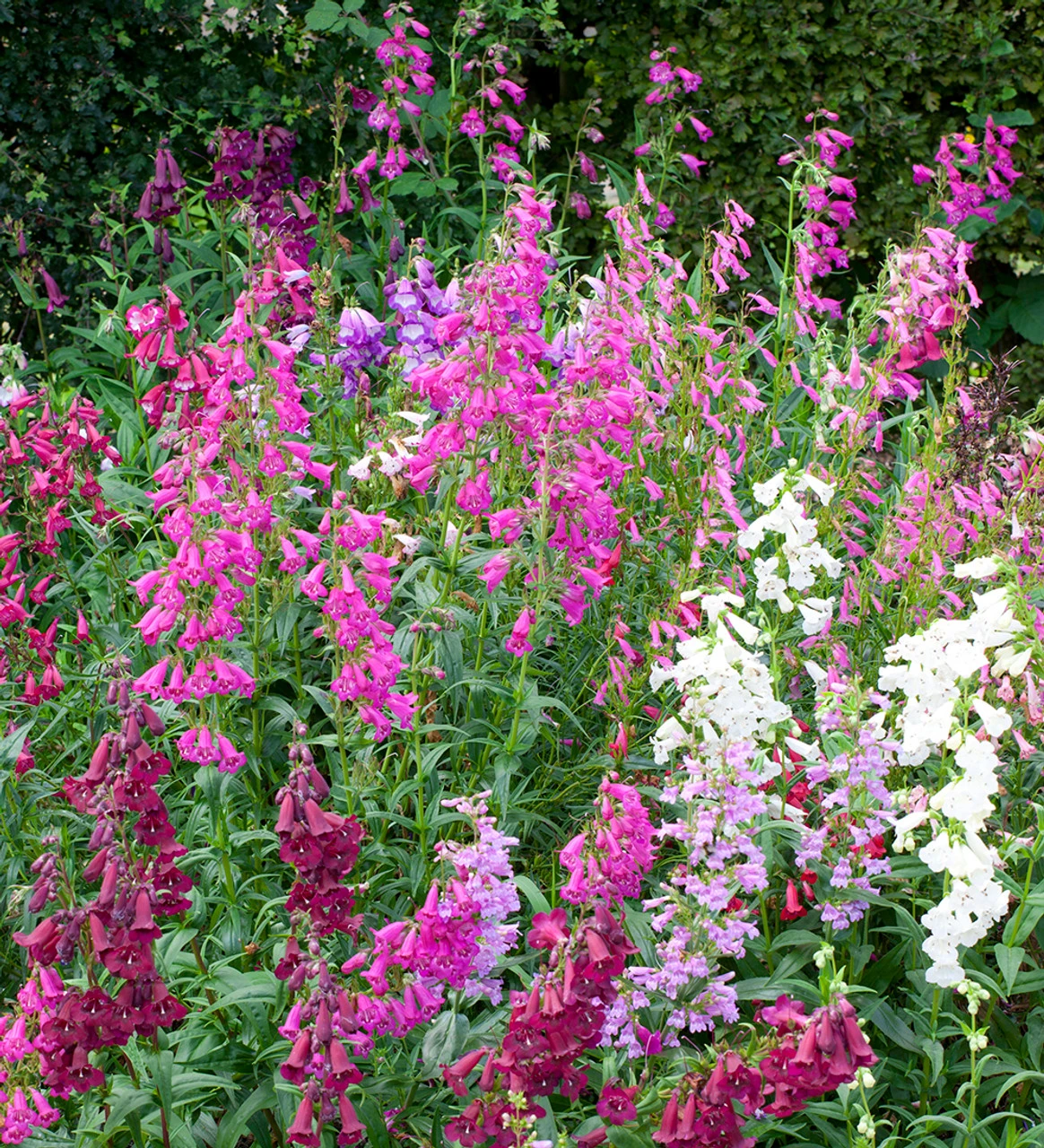 Penstemon Collection - Image 2