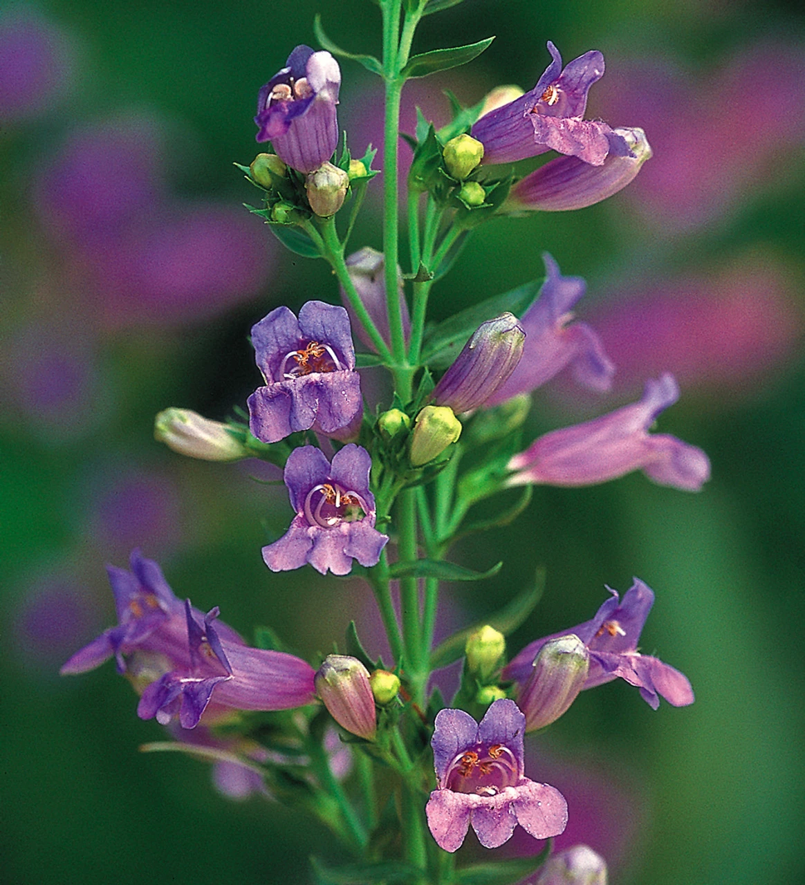 Penstemon Collection - Image 3
